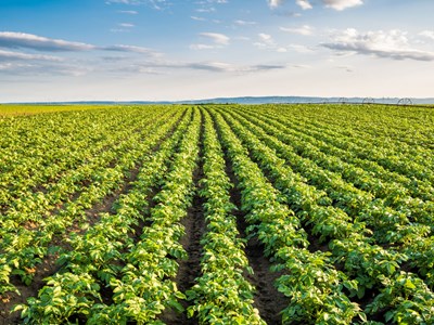 Best Potatoes for Chips