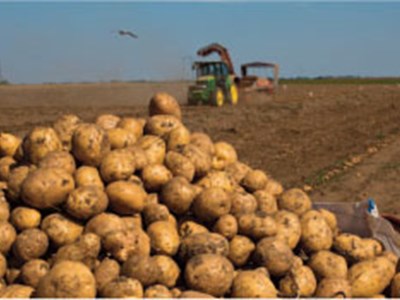 The perfect potato for perfect chips