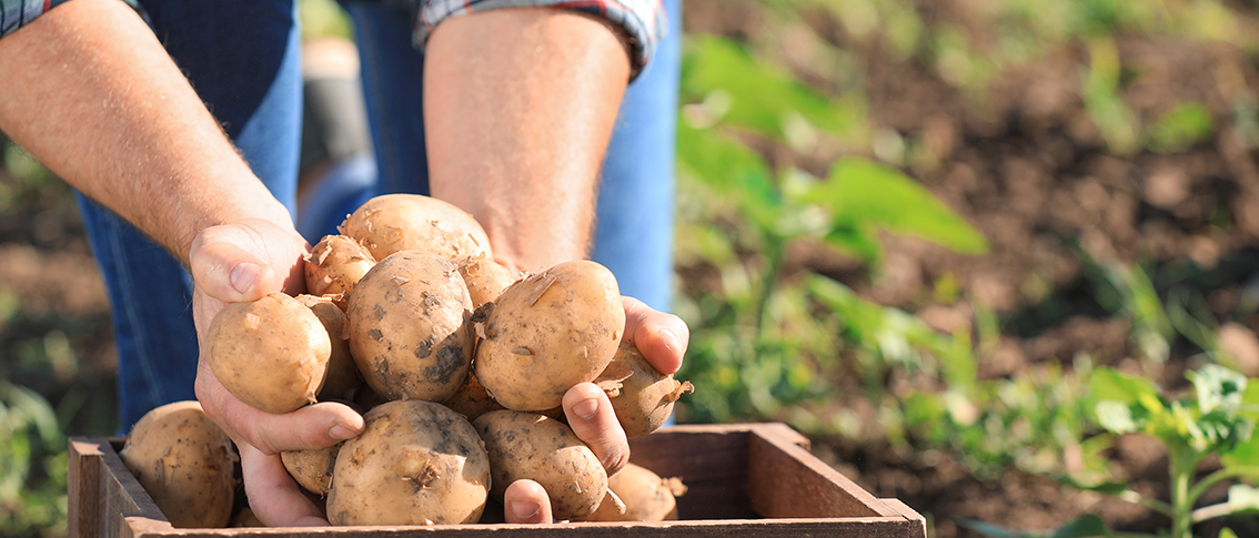 The Real Fresh Chip Company