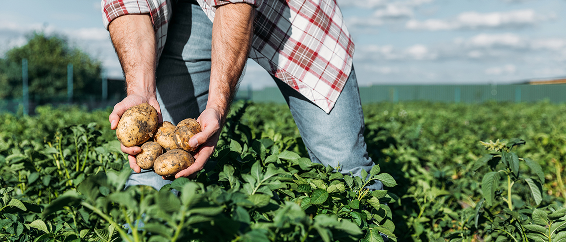 The Real Fresh Chip Company