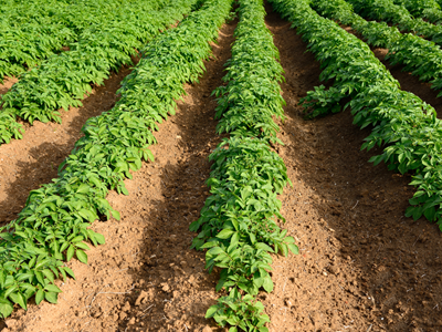 Meet our potato suppliers